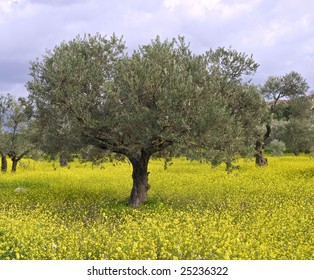 ancient  olive grove in the Galilee, Israel - Shutterstock ID 25236322