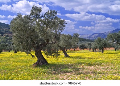  Ancient Olive Grove In The Galilee, Israel