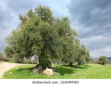 Ancient Olive Tree In Judea Hills (Israel)