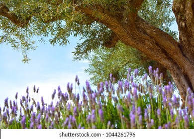 Ancient Olive Tree In A Lavender Field