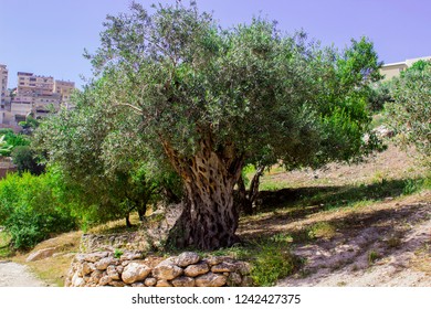An ancient Olive Tree on a terrace in Nazareth Village Israel in the open air museum of Nazareth Village Israel. This site gives a look at the life and times of Jesus in 1st Century Nazareth Israel. - Shutterstock ID 1242427375