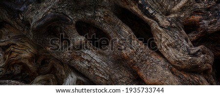 Ancient olive tree trunk with bark as background