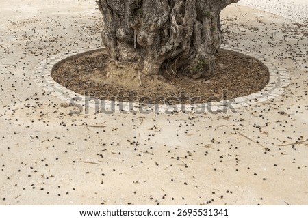 Ancient olive tree trunk with fallen dark olives scattered on the parched ground