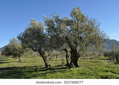 Ancient olive tree, with trunk split into three, in orchard near Balones,  Alicante Province, Spain
