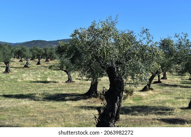 
Ancient Olive Trees In A Field Of A Town Called Abadía In The Province Of Cáceres