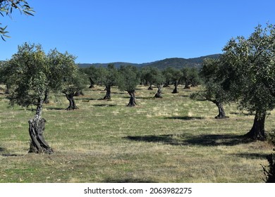 
Ancient Olive Trees In A Field Of A Town Called Abadía In The Province Of Cáceres