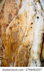 Ancient patterns on tree bark and cut wood reveal nature’s artistry, captured in close focus to highlight organic textures and timeless beauty for rustic backgrounds.