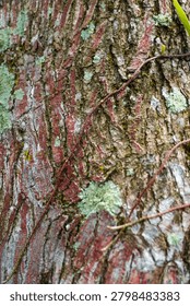 Ancient patterns on tree bark and cut wood reveal nature’s artistry, captured in close focus to highlight organic textures and timeless beauty for rustic backgrounds.