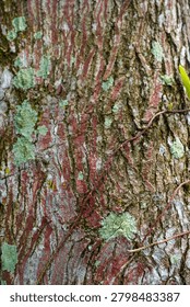 Ancient patterns on tree bark and cut wood reveal nature’s artistry, captured in close focus to highlight organic textures and timeless beauty for rustic backgrounds.
