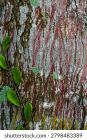 Ancient patterns on tree bark and cut wood reveal nature’s artistry, captured in close focus to highlight organic textures and timeless beauty for rustic backgrounds.