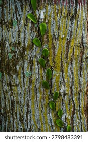 Ancient patterns on tree bark and cut wood reveal nature’s artistry, captured in close focus to highlight organic textures and timeless beauty for rustic backgrounds.