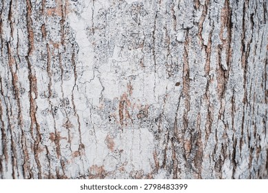 Ancient patterns on tree bark and cut wood reveal nature’s artistry, captured in close focus to highlight organic textures and timeless beauty for rustic backgrounds.