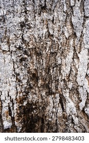 Ancient patterns on tree bark and cut wood reveal nature’s artistry, captured in close focus to highlight organic textures and timeless beauty for rustic backgrounds.