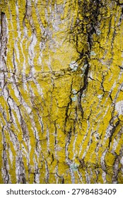 Ancient patterns on tree bark and cut wood reveal nature’s artistry, captured in close focus to highlight organic textures and timeless beauty for rustic backgrounds.