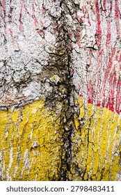 Ancient patterns on tree bark and cut wood reveal nature’s artistry, captured in close focus to highlight organic textures and timeless beauty for rustic backgrounds.