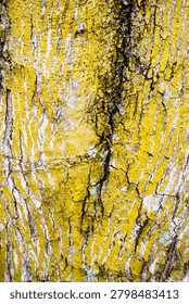 Ancient patterns on tree bark and cut wood reveal nature’s artistry, captured in close focus to highlight organic textures and timeless beauty for rustic backgrounds.