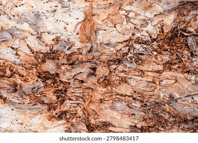 Ancient patterns on tree bark and cut wood reveal nature’s artistry, captured in close focus to highlight organic textures and timeless beauty for rustic backgrounds.