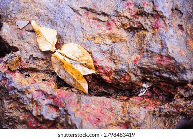 Ancient patterns on tree bark and cut wood reveal nature’s artistry, captured in close focus to highlight organic textures and timeless beauty for rustic backgrounds.