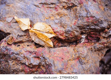 Ancient patterns on tree bark and cut wood reveal nature’s artistry, captured in close focus to highlight organic textures and timeless beauty for rustic backgrounds.