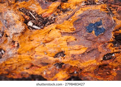 Ancient patterns on tree bark and cut wood reveal nature’s artistry, captured in close focus to highlight organic textures and timeless beauty for rustic backgrounds.