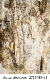 Ancient patterns on tree bark and cut wood reveal nature’s artistry, captured in close focus to highlight organic textures and timeless beauty for rustic backgrounds.