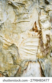 Ancient patterns on tree bark and cut wood reveal nature’s artistry, captured in close focus to highlight organic textures and timeless beauty for rustic backgrounds.