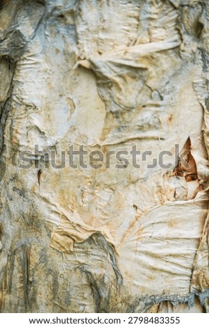 Ancient patterns on tree bark and cut wood reveal nature’s artistry, captured in close focus to highlight organic textures and timeless beauty for rustic backgrounds.