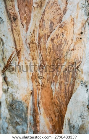 Ancient patterns on tree bark and cut wood reveal nature’s artistry, captured in close focus to highlight organic textures and timeless beauty for rustic backgrounds.