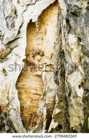 Ancient patterns on tree bark and cut wood reveal nature’s artistry, captured in close focus to highlight organic textures and timeless beauty for rustic backgrounds.