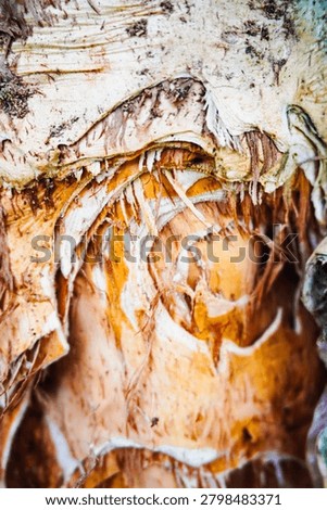 Ancient patterns on tree bark and cut wood reveal nature’s artistry, captured in close focus to highlight organic textures and timeless beauty for rustic backgrounds.