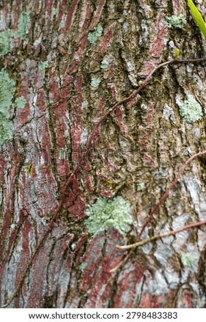 Ancient patterns on tree bark and cut wood reveal nature’s artistry, captured in close focus to highlight organic textures and timeless beauty for rustic backgrounds.