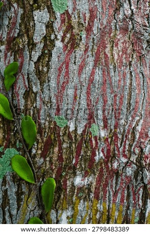 Ancient patterns on tree bark and cut wood reveal nature’s artistry, captured in close focus to highlight organic textures and timeless beauty for rustic backgrounds.
