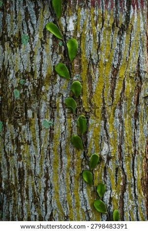 Ancient patterns on tree bark and cut wood reveal nature’s artistry, captured in close focus to highlight organic textures and timeless beauty for rustic backgrounds.