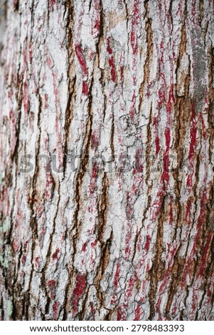 Ancient patterns on tree bark and cut wood reveal nature’s artistry, captured in close focus to highlight organic textures and timeless beauty for rustic backgrounds.