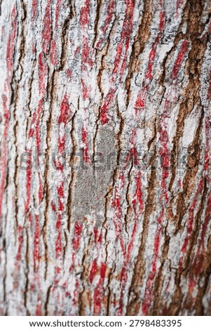 Ancient patterns on tree bark and cut wood reveal nature’s artistry, captured in close focus to highlight organic textures and timeless beauty for rustic backgrounds.