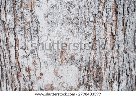 Ancient patterns on tree bark and cut wood reveal nature’s artistry, captured in close focus to highlight organic textures and timeless beauty for rustic backgrounds.