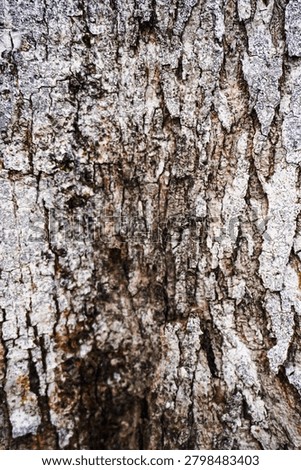 Ancient patterns on tree bark and cut wood reveal nature’s artistry, captured in close focus to highlight organic textures and timeless beauty for rustic backgrounds.