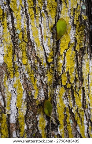 Ancient patterns on tree bark and cut wood reveal nature’s artistry, captured in close focus to highlight organic textures and timeless beauty for rustic backgrounds.
