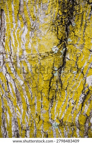 Ancient patterns on tree bark and cut wood reveal nature’s artistry, captured in close focus to highlight organic textures and timeless beauty for rustic backgrounds.