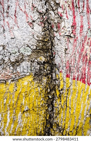 Ancient patterns on tree bark and cut wood reveal nature’s artistry, captured in close focus to highlight organic textures and timeless beauty for rustic backgrounds.