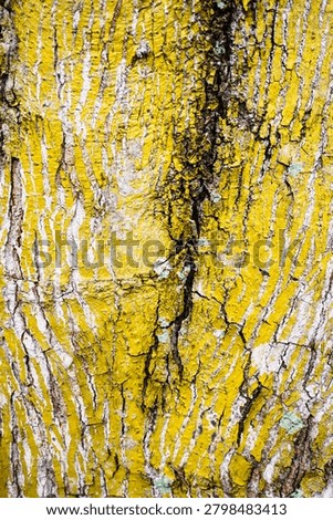 Ancient patterns on tree bark and cut wood reveal nature’s artistry, captured in close focus to highlight organic textures and timeless beauty for rustic backgrounds.