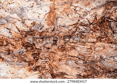 Ancient patterns on tree bark and cut wood reveal nature’s artistry, captured in close focus to highlight organic textures and timeless beauty for rustic backgrounds.