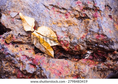 Ancient patterns on tree bark and cut wood reveal nature’s artistry, captured in close focus to highlight organic textures and timeless beauty for rustic backgrounds.