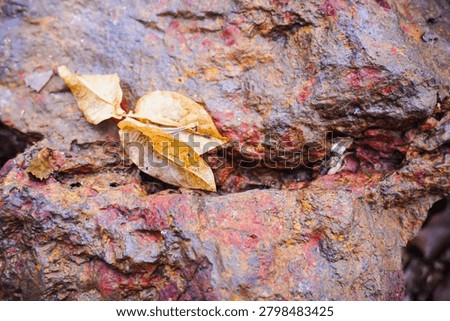 Ancient patterns on tree bark and cut wood reveal nature’s artistry, captured in close focus to highlight organic textures and timeless beauty for rustic backgrounds.