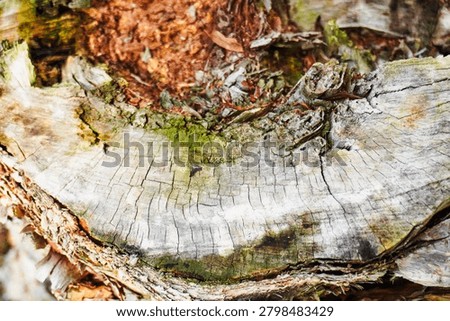 Ancient patterns on tree bark and cut wood reveal nature’s artistry, captured in close focus to highlight organic textures and timeless beauty for rustic backgrounds.