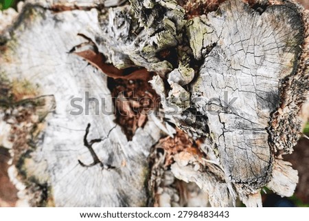 Ancient patterns on tree bark and cut wood reveal nature’s artistry, captured in close focus to highlight organic textures and timeless beauty for rustic backgrounds.
