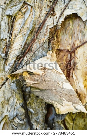 Ancient patterns on tree bark and cut wood reveal nature’s artistry, captured in close focus to highlight organic textures and timeless beauty for rustic backgrounds.