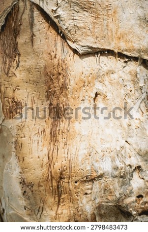 Ancient patterns on tree bark and cut wood reveal nature’s artistry, captured in close focus to highlight organic textures and timeless beauty for rustic backgrounds.