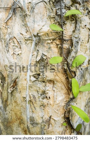 Ancient patterns on tree bark and cut wood reveal nature’s artistry, captured in close focus to highlight organic textures and timeless beauty for rustic backgrounds.