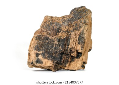 Ancient petrified wood close-up. A piece of petrified wood on a white background.